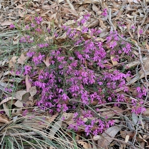 Tetratheca bauerifolia at Yarra, NSW - 23 Oct 2024