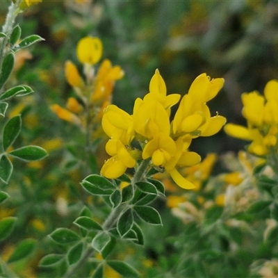 Genista monspessulana (Cape Broom, Montpellier Broom) at Goulburn, NSW - 23 Oct 2024 by trevorpreston