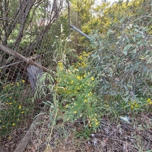 Genista monspessulana at Goulburn, NSW - 23 Oct 2024