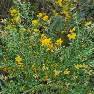 Genista monspessulana at Goulburn, NSW - 23 Oct 2024