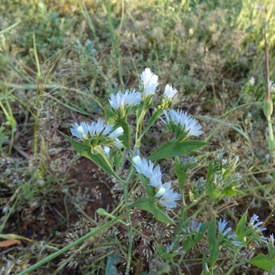 Unidentified Other Wildflower or Herb at Mullewa, WA - 13 Sep 2024 by Paul4K