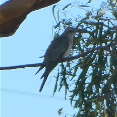 Cacomantis pallidus (Pallid Cuckoo) at Mullewa, WA - 13 Sep 2024 by Paul4K