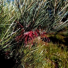 Unverified Other Shrub at Mullewa, WA - 13 Sep 2024 by Paul4K
