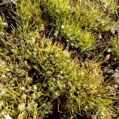 Unidentified Other Wildflower or Herb at Mullewa, WA - 13 Sep 2024 by Paul4K