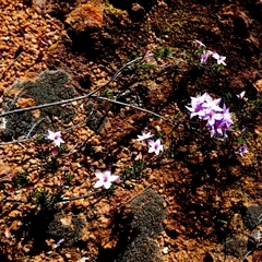 Unverified Other Shrub at Mullewa, WA - 13 Sep 2024 by Paul4K