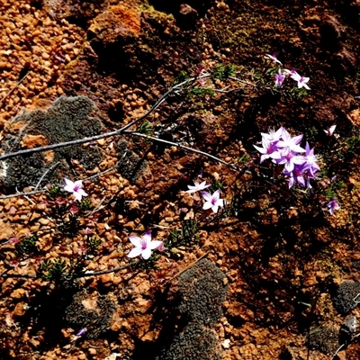 Unverified Other Shrub at Mullewa, WA - 13 Sep 2024 by Paul4K