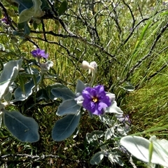 Solanum lasiophyllum (Flannel Bush) at Mullewa, WA - 13 Sep 2024 by Paul4K