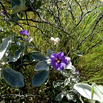 Solanum lasiophyllum (Flannel Bush) at Mullewa, WA - 13 Sep 2024 by Paul4K