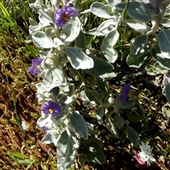 Solanum lasiophyllum at Mullewa, WA - 13 Sep 2024 11:56 AM