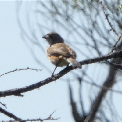 Aphelocephala leucopsis (Southern Whiteface) at Mullewa, WA - 13 Sep 2024 by Paul4K