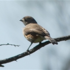 Aphelocephala leucopsis at Mullewa, WA - 13 Sep 2024 12:01 PM
