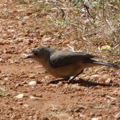 Aphelocephala leucopsis at Mullewa, WA - 13 Sep 2024 12:01 PM
