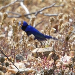 Malurus splendens (Splendid Fairywren) at Mullewa, WA - 13 Sep 2024 by Paul4K