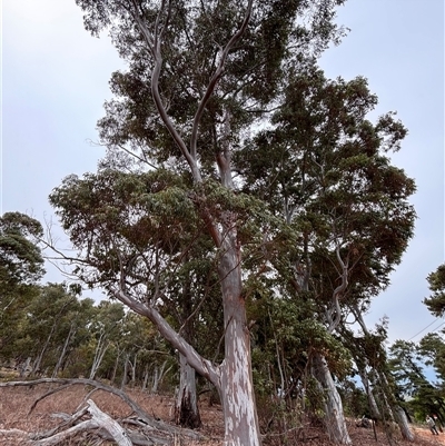 Eucalyptus globulus subsp. bicostata at Campbell, ACT - 23 Oct 2024 by JVR