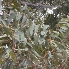 Eucalyptus saligna at Campbell, ACT - 23 Oct 2024 11:37 AM