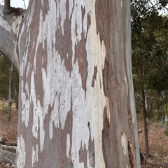 Eucalyptus saligna at Campbell, ACT - 23 Oct 2024 11:37 AM