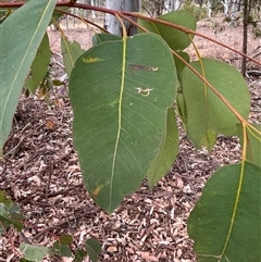 Eucalyptus saligna at Campbell, ACT - 23 Oct 2024 11:37 AM