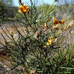 Gastrolobium ebracteolatum at Mullewa, WA - 13 Sep 2024 by Paul4K