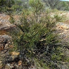 Gastrolobium ebracteolatum at Mullewa, WA - 13 Sep 2024 12:11 PM