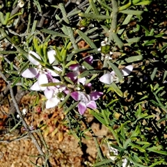 Philotheca spicata (Pepper and Salt) at Mullewa, WA - 13 Sep 2024 by Paul4K