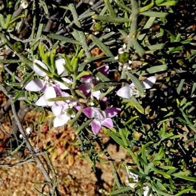 Philotheca spicata (Pepper and Salt) at Mullewa, WA - 13 Sep 2024 by Paul4K