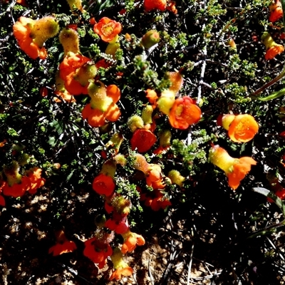 Cheyniana microphylla (Bush Pomegranate) at South Murchison, WA - 13 Sep 2024 by Paul4K