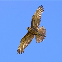 Falco berigora (Brown Falcon) at Moruya, NSW - 20 Oct 2024 by jb2602