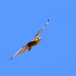 Falco berigora at Moruya, NSW - 20 Oct 2024 02:08 PM