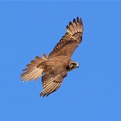 Falco berigora at Moruya, NSW - 20 Oct 2024 02:08 PM