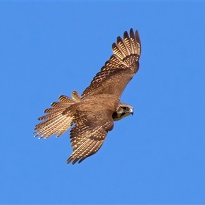 Falco berigora at Moruya, NSW - 20 Oct 2024 02:08 PM