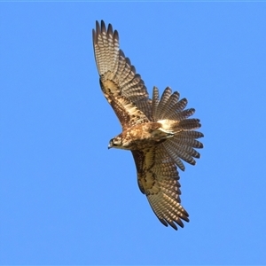 Falco berigora at Moruya, NSW - 20 Oct 2024 02:08 PM