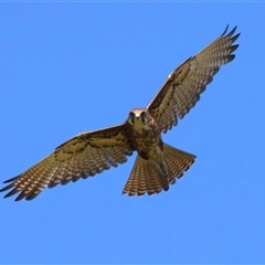 Falco berigora at Moruya, NSW - 20 Oct 2024 02:08 PM