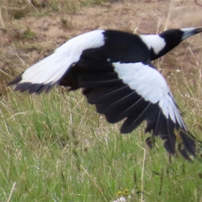 Gymnorhina tibicen (Australian Magpie) at Kangaroo Valley, NSW - 23 Oct 2024 by lbradley