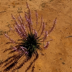 Stylidium sp. at South Murchison, WA - 13 Sep 2024 by Paul4K