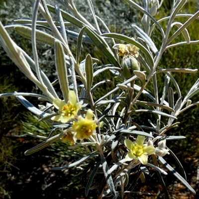 Ricinocarpus velutinus at South Murchison, WA - 13 Sep 2024 by Paul4K