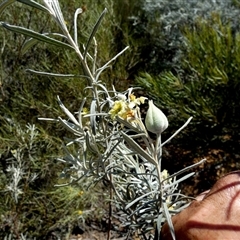 Ricinocarpus velutinus at South Murchison, WA - 13 Sep 2024 01:46 PM