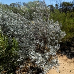 Ricinocarpus velutinus at South Murchison, WA - 13 Sep 2024 01:46 PM