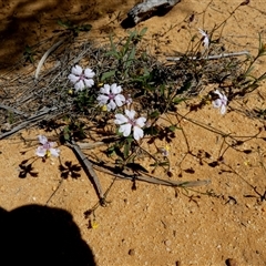 Unidentified Other Wildflower or Herb at South Murchison, WA - 13 Sep 2024 by Paul4K