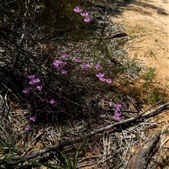 Dianella (genus) at South Murchison, WA - 13 Sep 2024 02:00 PM
