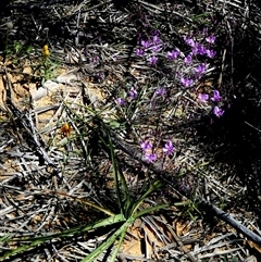 Dianella (genus) at South Murchison, WA - 13 Sep 2024 02:00 PM