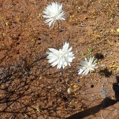 Unidentified Daisy at Yalgoo, WA - 13 Sep 2024 by Paul4K