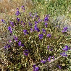 Swainsona (genus) at Yalgoo, WA - 13 Sep 2024 by Paul4K