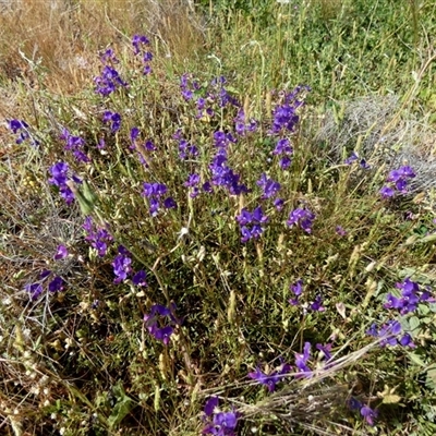 Swainsona (genus) at Yalgoo, WA - 13 Sep 2024 by Paul4K
