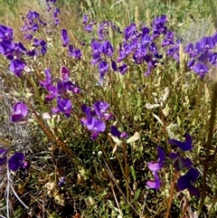 Swainsona (genus) at Yalgoo, WA - 13 Sep 2024 04:13 PM