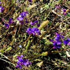 Swainsona (genus) at Yalgoo, WA - 13 Sep 2024 04:13 PM