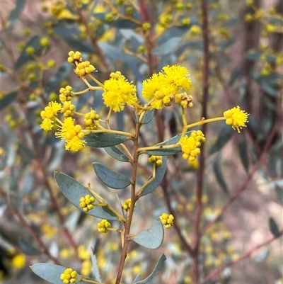 Acacia buxifolia subsp. buxifolia (Box-leaf Wattle) at Cowra, NSW - 17 Jul 2024 by Tapirlord