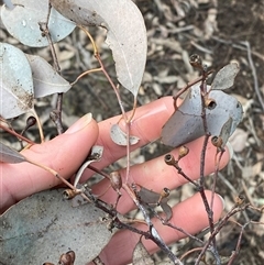 Eucalyptus dives at Bumbaldry, NSW - 17 Jul 2024 by Tapirlord