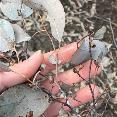 Eucalyptus dives at Bumbaldry, NSW - 17 Jul 2024 by Tapirlord