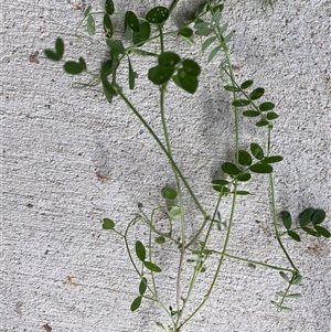 Vicia sp. at Hughes, ACT - 23 Oct 2024 09:00 AM