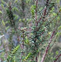 Prostanthera decussata (Dense Mint Bush) at Cowra, NSW - 17 Jul 2024 by Tapirlord